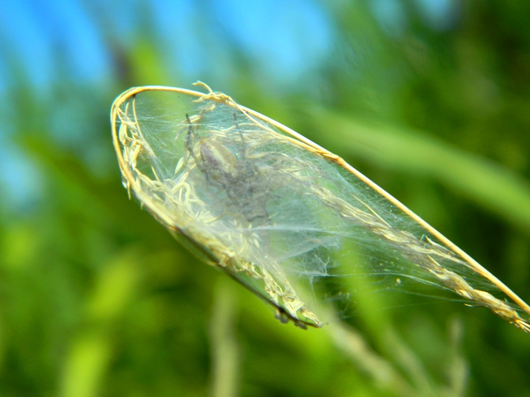 Cheiracanthium sp. -  Viadana (MN)